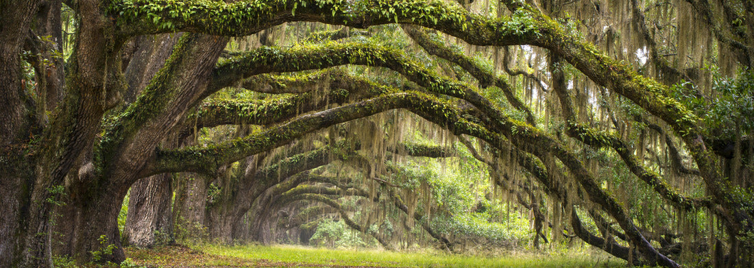 Noah Jigsaw Puzzle Oak avenue Charleston SC Plantation Oak forest, Panorama 1000 Pieces