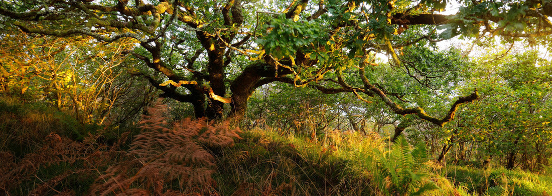 Noah Jigsaw Puzzle Breathtaking view of the Scottish rainforest. Mighty trees, moss, plants, fern close-up. Crinan Canal, Argyll and Bute, Scotland, Great Britain. Dark atmospheric landscape. Destinations, Tourism, Nature, Panorama 1000 Pieces