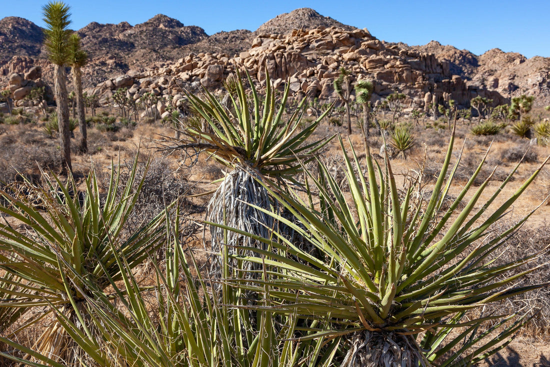 Noah Jigsaw Puzzle Branches Joshua Tree Yucca Brevifolia Mojave Desert Joshua Tree National Park California 2000 pieces