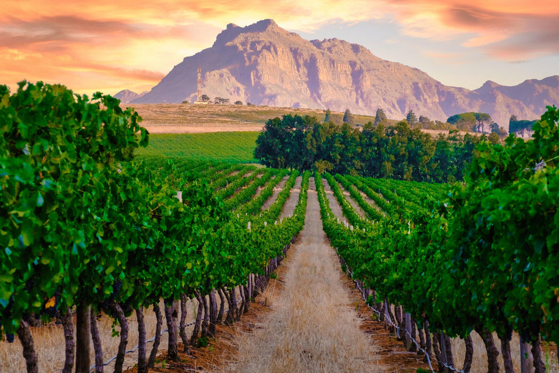 Wine landscape at sunset with mountains in Stellenbosch near Cape Town South Africa. Grapes on the vineyard West Africa Stellenbosch Mountains 2000pc Puzzle