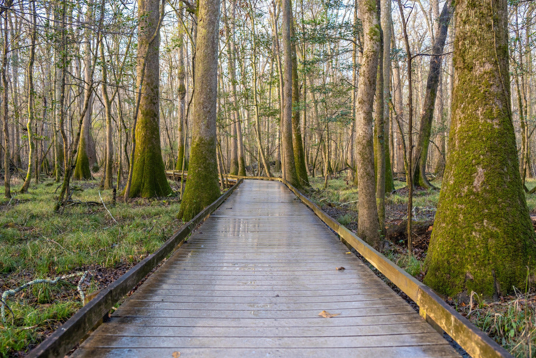 Straight section of Board Walk The Marsh at Congaree National Park in South Carolina 2000pc Puzzle