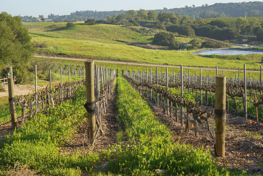 A grape in a row, green hills and oak trees. Beautiful view of the San Luis Obispo Valley in California in late winter 2000pc Puzzle