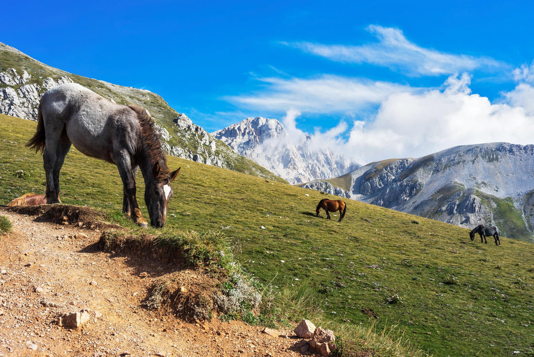 Feral horses in Gran Sasso National Park. Highest peak of the Apennine Mountains. Gran Sasso National Park, Abruzzo, Italy 2000pc Puzzle
