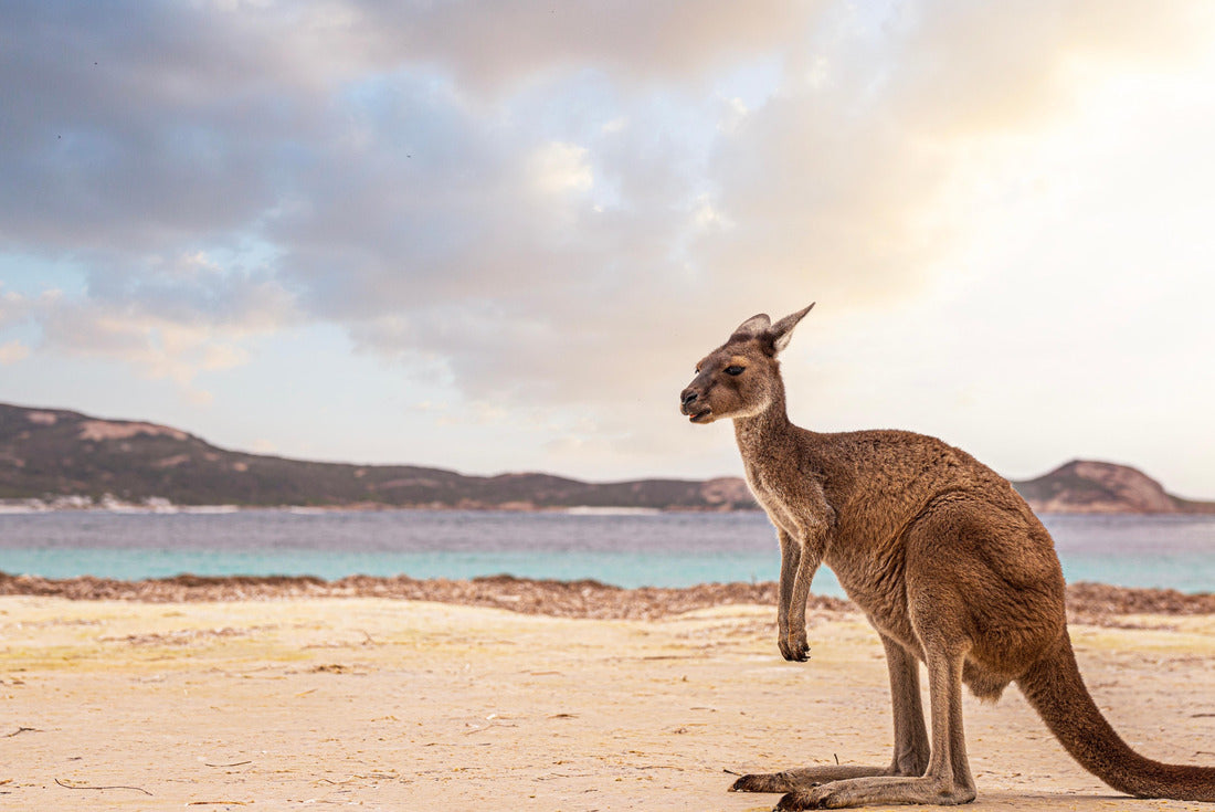 hopping kangaroo on kangaroo island Australia on the beach 2000pc Puzzle