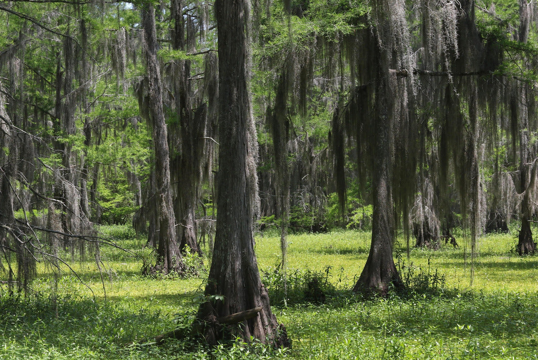 Live oak trees with lots of hanging moss, Black Bayou Lake National Wildlife Refuge, Louisiana 2000pc Puzzle