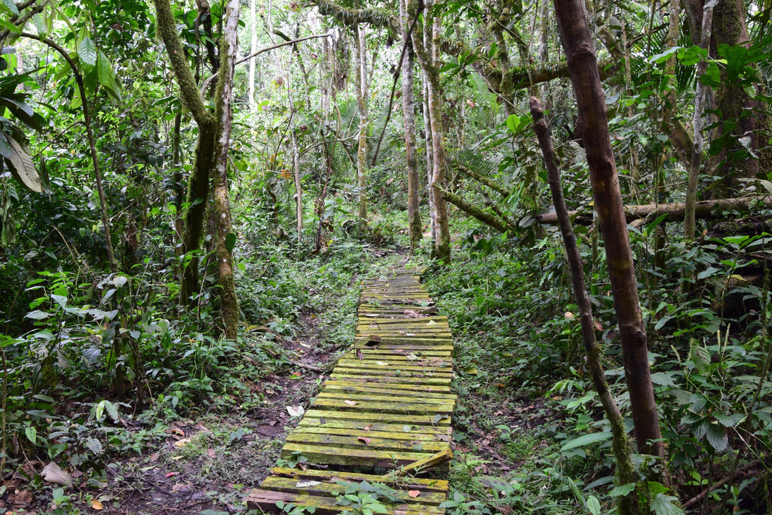 Noah Jigsaw Puzzle Trekking in Kibale National Park, Uganda 2000 pieces