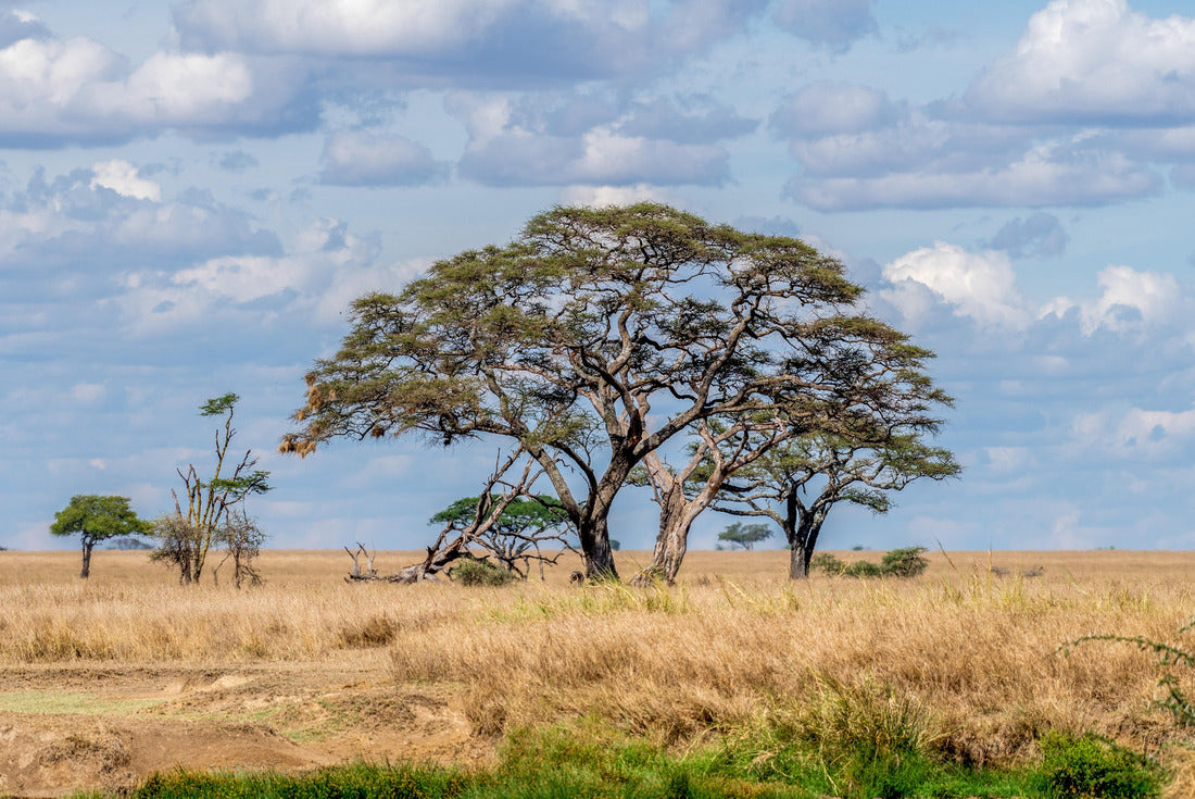 Savannah landscape in Serengeti National Park 2000pc Puzzle