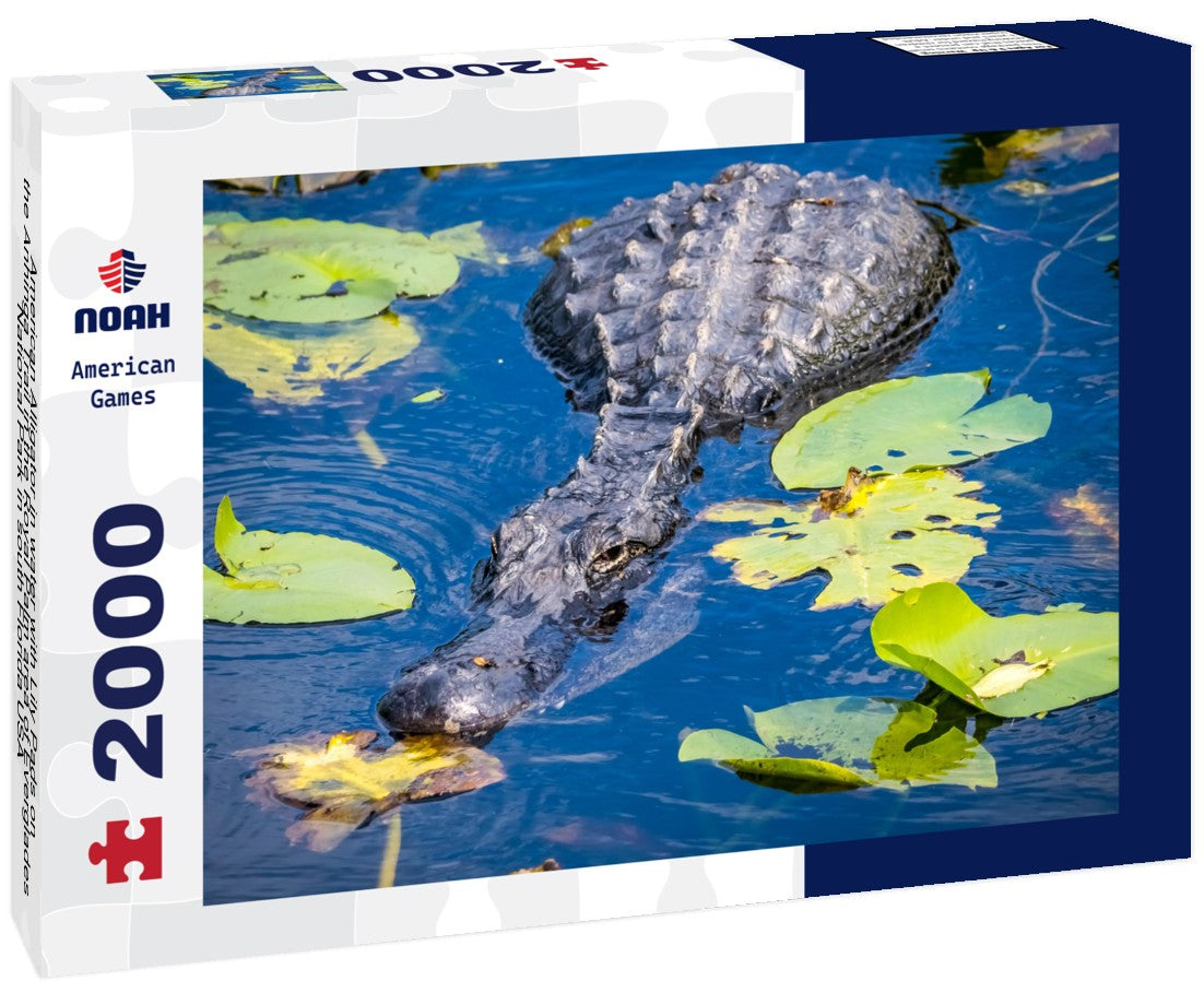 American Alligator in water with Lily Pads on the Anhinga Trail in the Royal Palm area of Everglades National Park in south Florida USA 2000pc Puzzle
