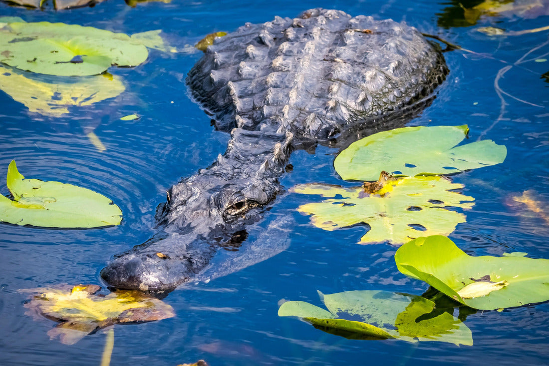 American Alligator in water with Lily Pads on the Anhinga Trail in the Royal Palm area of Everglades National Park in south Florida USA 2000pc Puzzle