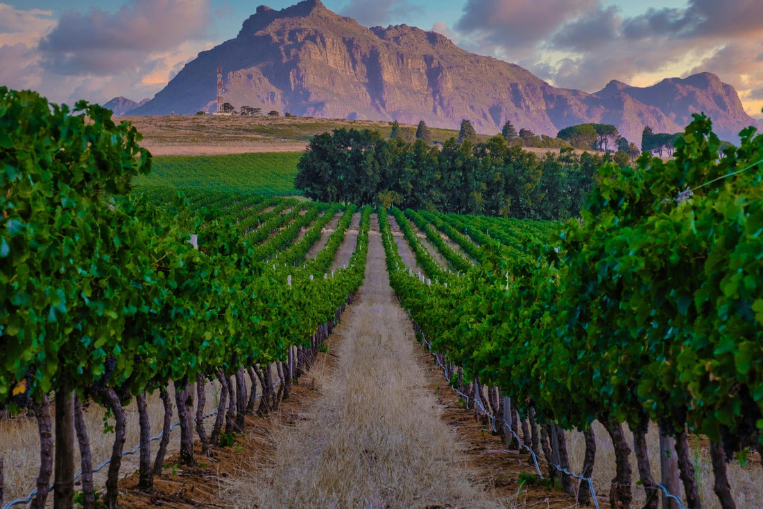 Noah Jigsaw Puzzle Wine landscape at sunset with mountains in Stellenbosch, near Cape Town, South Africa. Grapes on vineyards in the vineyard 2000 pieces