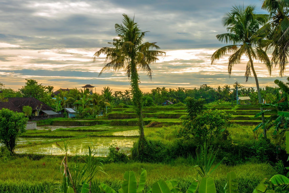 Sunset over the rices fields of the charming village of Petulu famous por its egret and heron colonies, Ubud, Bali, Indonesia 2000pc Puzzle