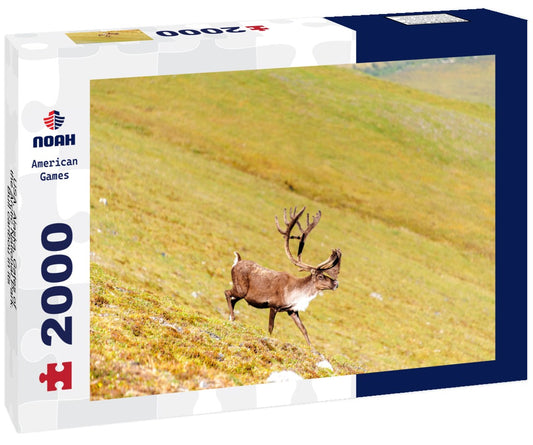 Noah Jigsaw Puzzle USA, Alaska, Gates of the Arctic National Park. Bull caribou in its summer habitat 2000 pieces