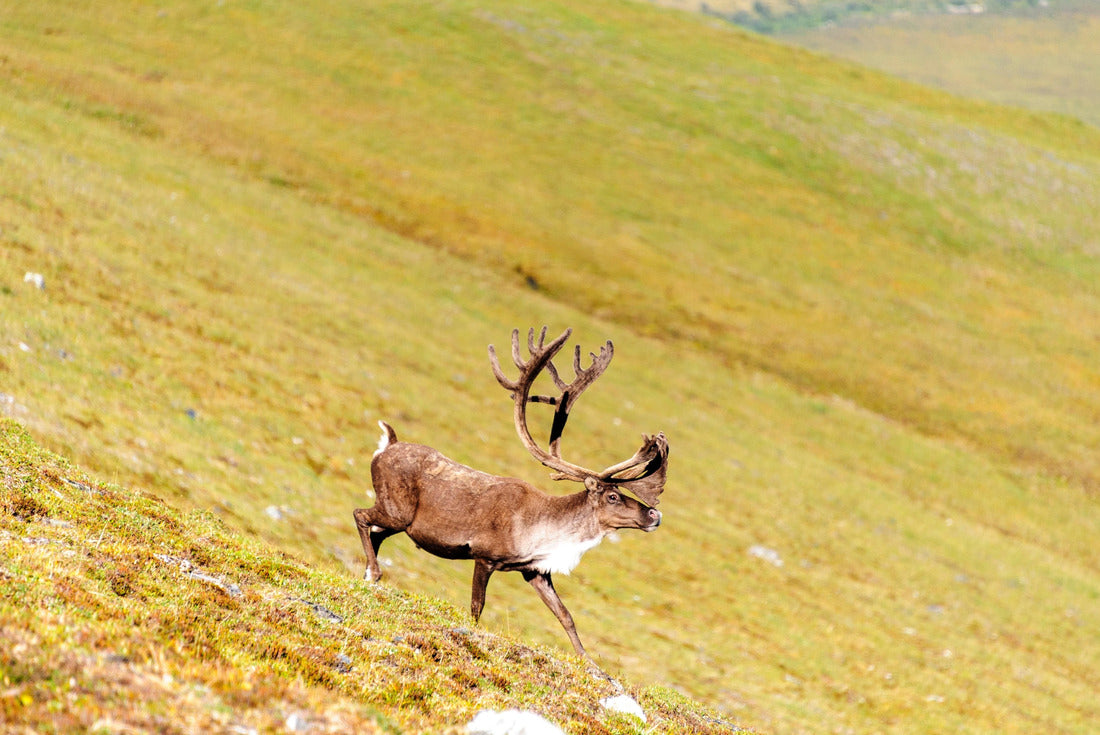 USA, Alaska, Gates of the Arctic National Park. Bull caribou in its summer habitat 2000pc Puzzle