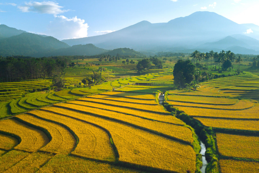 Morning view of Indonesia. landscape paddy fields with beautiful colors and sky, natural light 2000pc Puzzle
