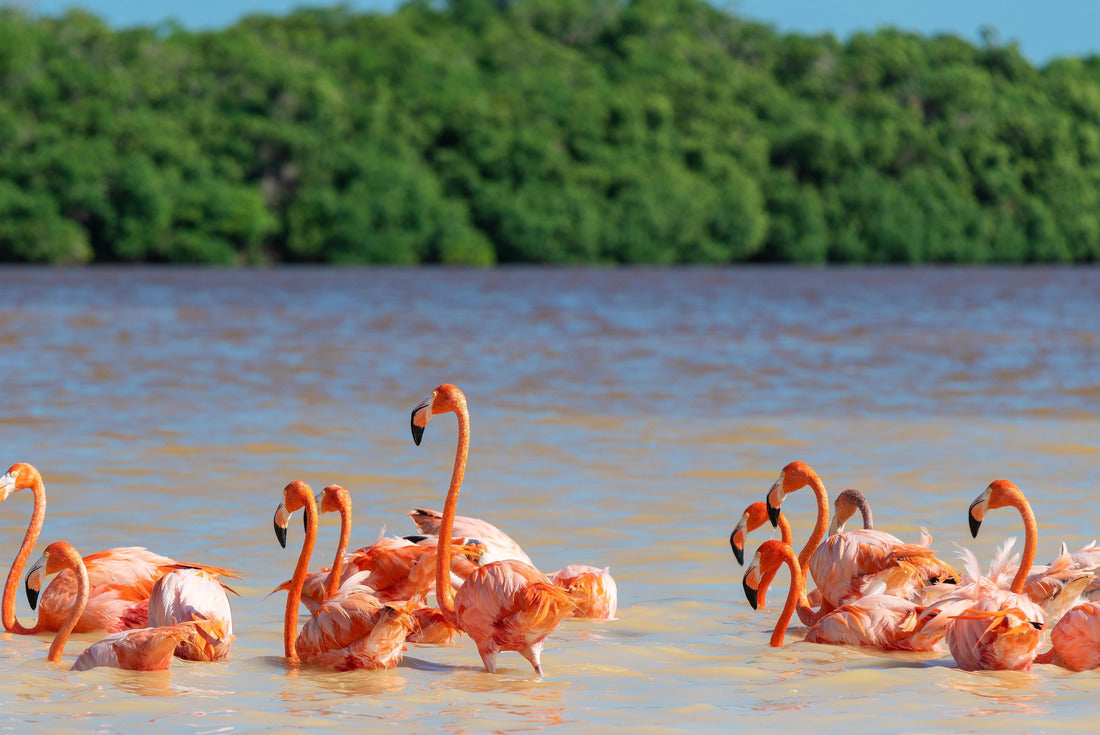 American flamingo (Phoenicopterus ruber), Ria Celestun Biosphere Reserve, Yucatan, Mexico 2000pc Puzzle