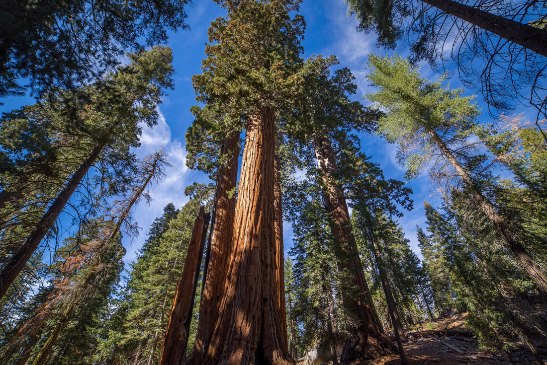 Giant Sequoias | Kings Canyon National Park, California, USA 2000pc Puzzle