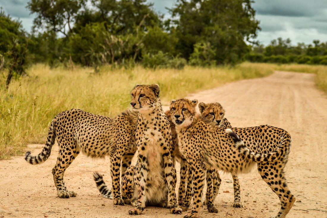 Endangered Cheetah family in Kruger National Park South Africa directly after a meal 2000pc Puzzle