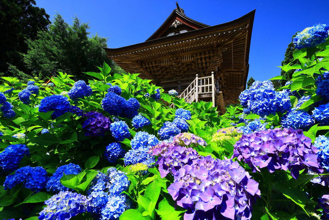 Hanamaki City, Iwate Prefecture Hydrangea in full bloom and a temple 2000pc Puzzle