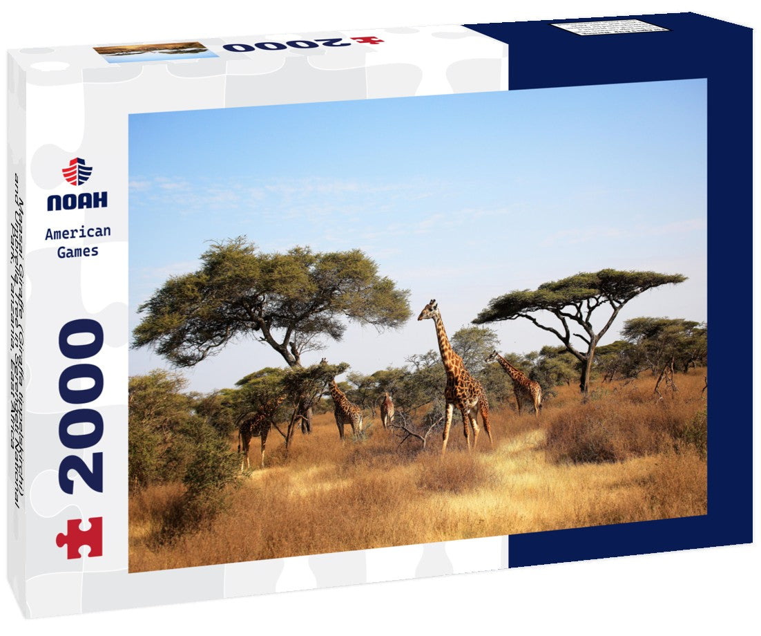 Noah Jigsaw Puzzle Maasai Giraffe (Giraffa tippelskirchi) and Umbrella Tree in Serengeti National Park, Tanzania, East Africa 2000 pieces