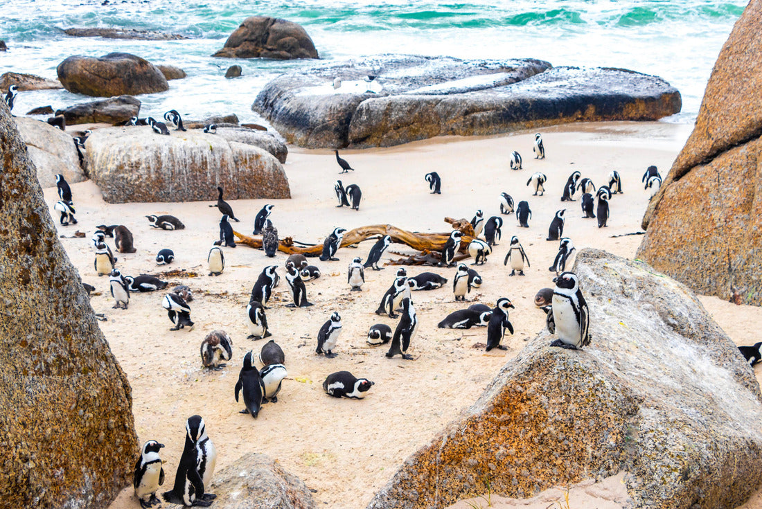 South African penguins colony of spectacular penguins water birds individual penguins and group in Simons Town Cape Town, Western Cape, South Africa 2000pc Puzzle