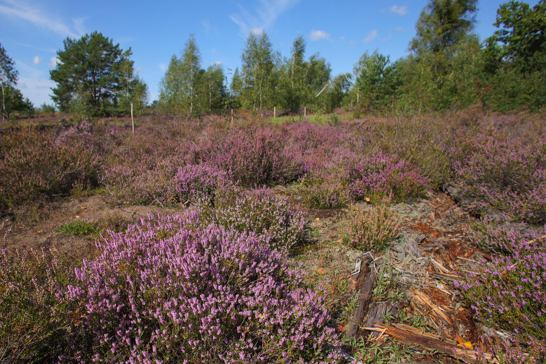 the blooming heath, Schönower Heide in Barnim Nature Park, Germany 2000pc Puzzle