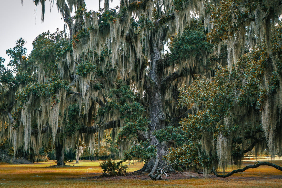 Live-Oak Tree in the fall Fontainebleau State Park Louisiana 2000pc Puzzle