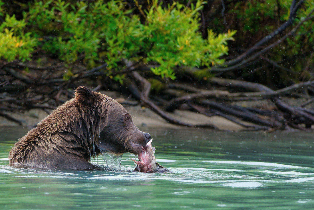 A closeup of the Alaskan Brown Bear (Ursus horribilis) in Lake Clark National Park Alaska eating a fish in a lake 2000pc Puzzle