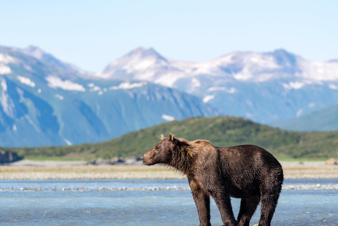 Brown bear (Ursus Arctos) standing in water, behind mountains, Katmai National Park, Alaska, USA 2000pc Puzzle