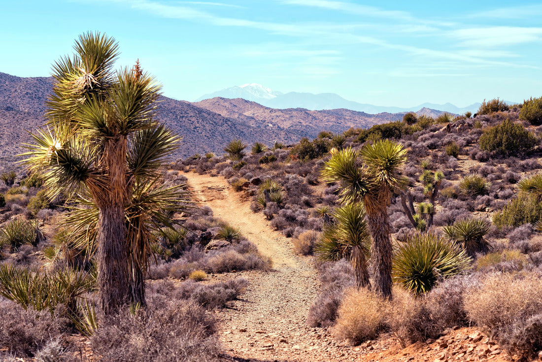 Desert trail in Joshua Tree National Park California 2000pc Puzzle
