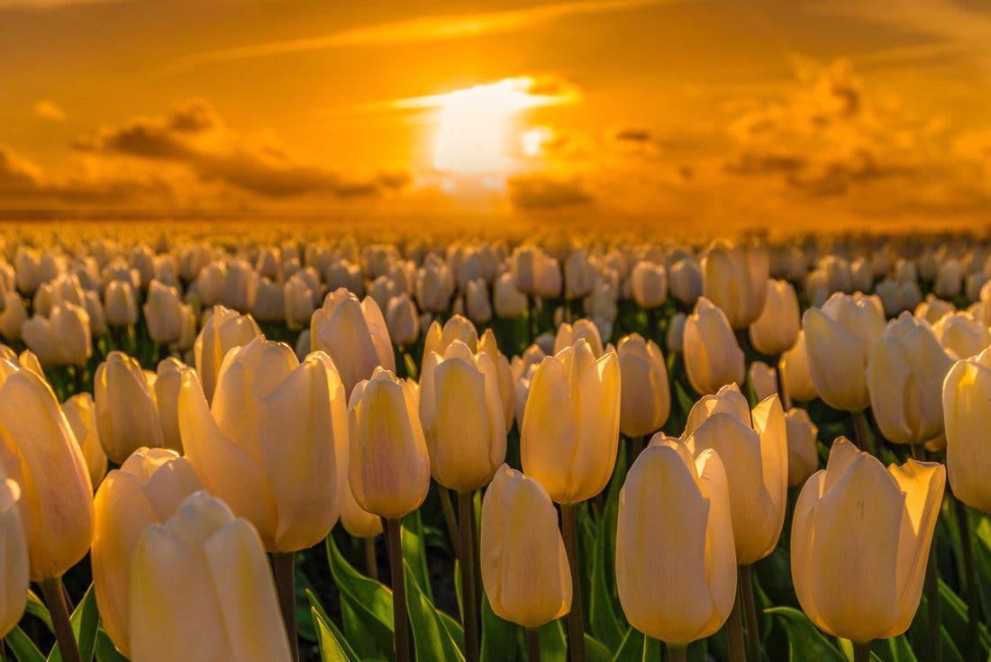 colorful tulip field in the Netherlands in the flower bulb region at sunset, white tulips at sunset in the Noordoostpolder in the Netherlands 2000pc Puzzle
