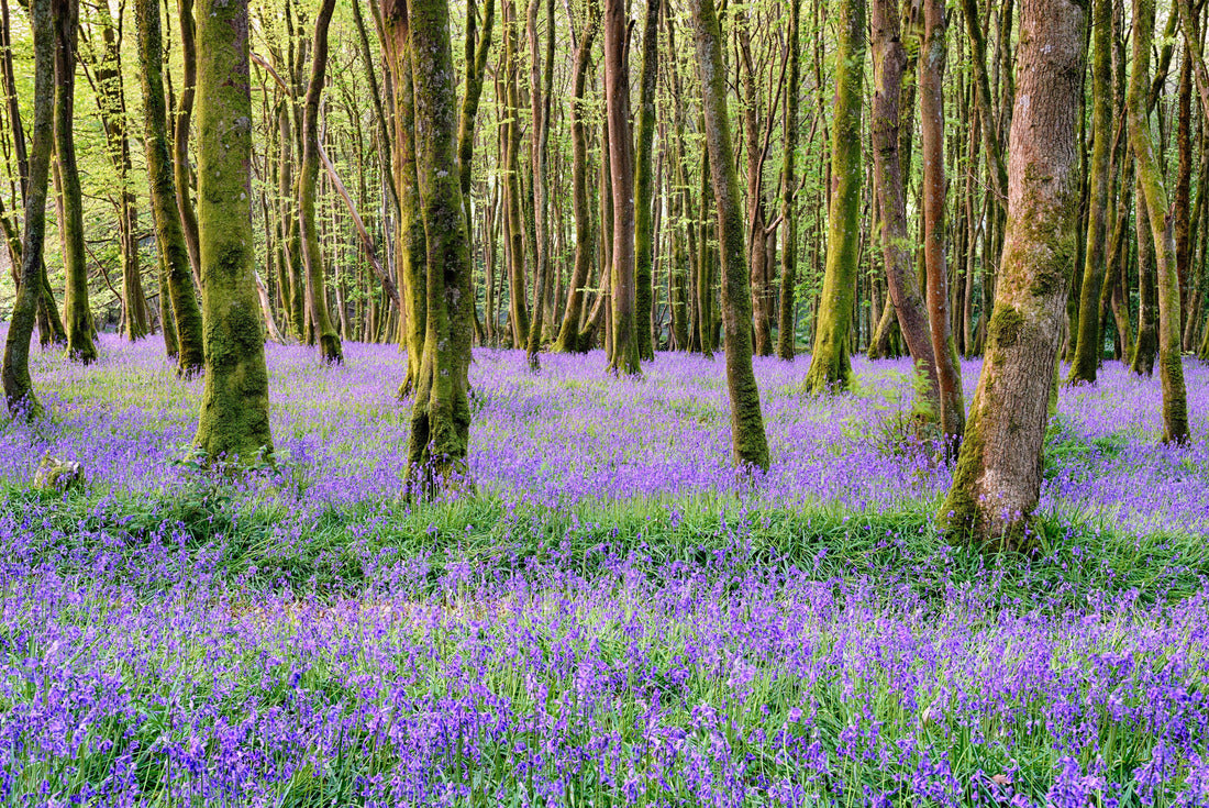 Noah Jigsaw Puzzle Bluebell woods in Camborne in the countryside of Cornwall 2000 pieces