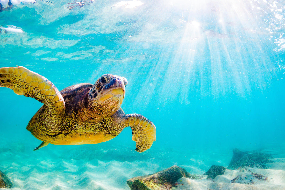 Noah Jigsaw Puzzle endangered Hawaiian turtle cruise in the warm waters of the Pacific Ocean in Hawaii 2000 pieces