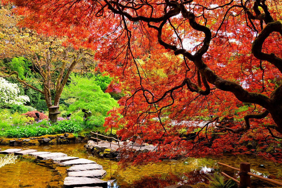 Pond with overhanging red Japanese apple trees in spring, Victoria, BC, Canada 2000pc Puzzle