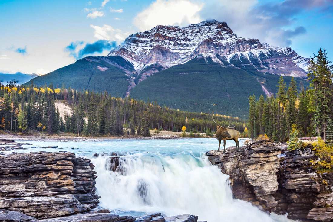 Noah Jigsaw Puzzle The waters of a melting mountain glacier feed the spiritual Athabasca waterfall. Red stag at waterfall. Jasper Park, Canada 2000 pieces