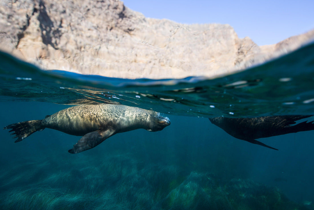 Sea lions at Anacapa Island, Channel Islands National Park 2000pc Puzzle