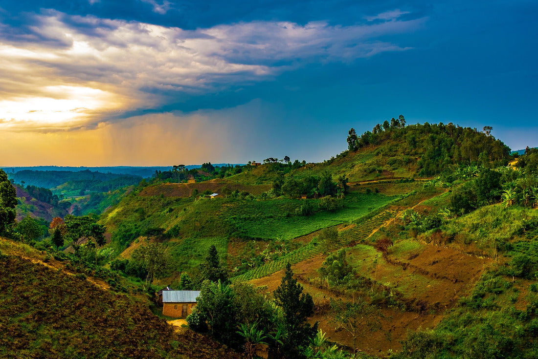 Sunset over tea-growing hills near Bwindi and Queen Elizabeth National Park, Uganda, Central Africa 2000pc Puzzle