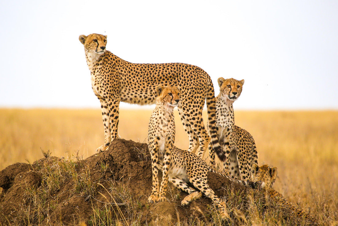 Cheetahs stalking prey in the Serengeti National Park, Tanzania 2000pc Puzzle