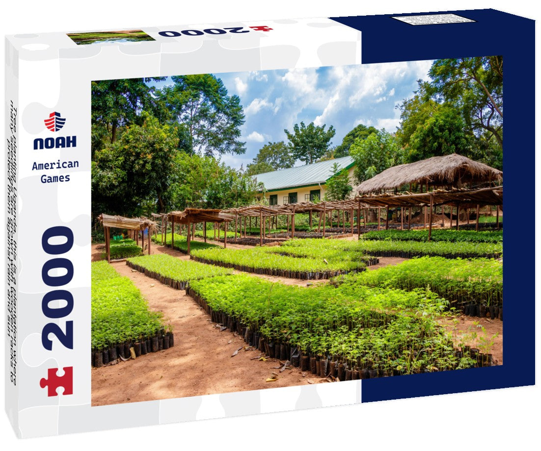 Noah Jigsaw Puzzle Tree planting Uganda, this is a plantation where many seedlings are grown with wooden racks to protect them against rain and sun 2000 pieces