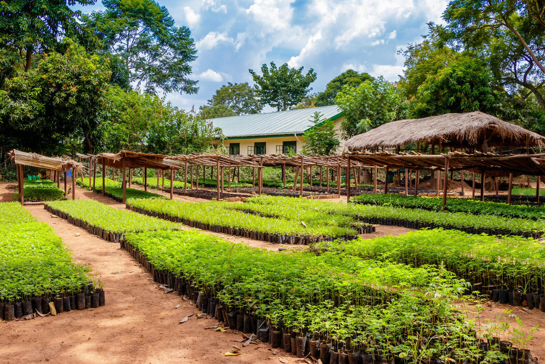 Tree planting Uganda, this is a plantation where many seedlings are grown with wooden racks to protect them against rain and sun 2000pc Puzzle