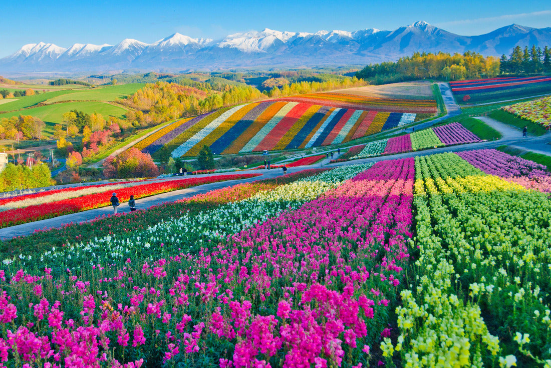 Flower gardens Shikisai hill in Biei, Hokkaido, Japan 2000pc Puzzle