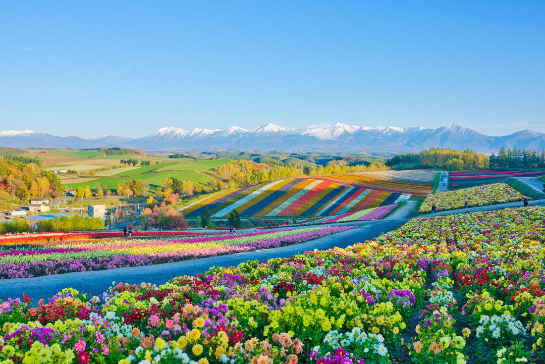 Flower gardens Shikisai hill in Biei, Hokkaido, Japan 2000pc Puzzle