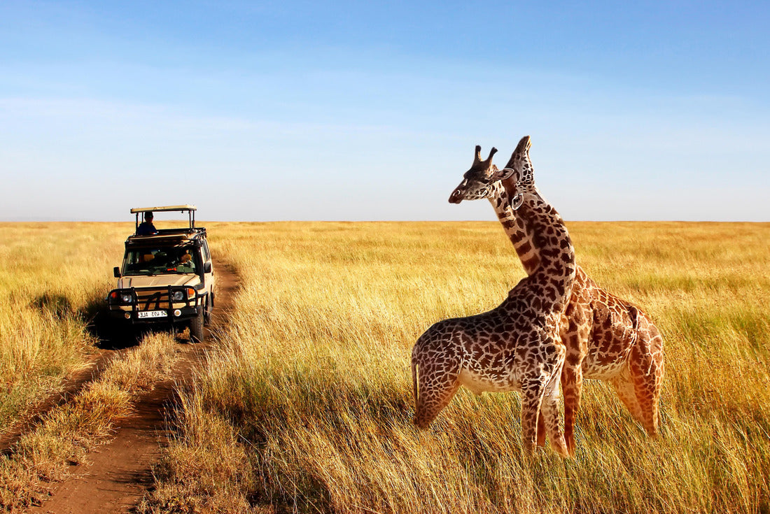 Wild giraffes in African savannah. Tanzania. Serengeti National Park 2000pc Puzzle