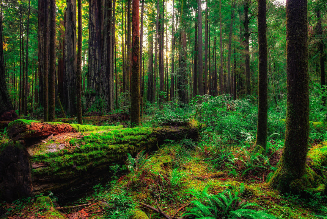 Mossy Forest, Redwoods National & State Parks, California 2000pc Puzzle
