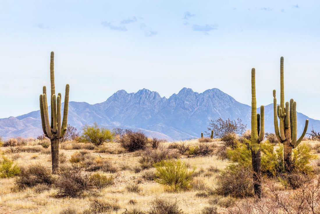 Four Peaks, a prominent landmark of the Mazatzal Mountains on the eastern skyline of Phoenix, Arizona, is framed by a tall saguaro cacti in the desert 2000pc Puzzle