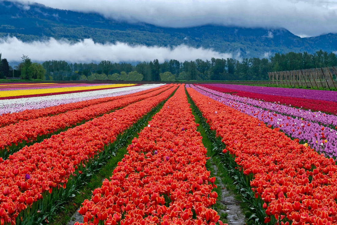 Tulip festival in Chilliwack. Tulips of the Valley. Tulip fields in Fraser Valley near Vancouver, British Columbia. Canada 2000pc Puzzle