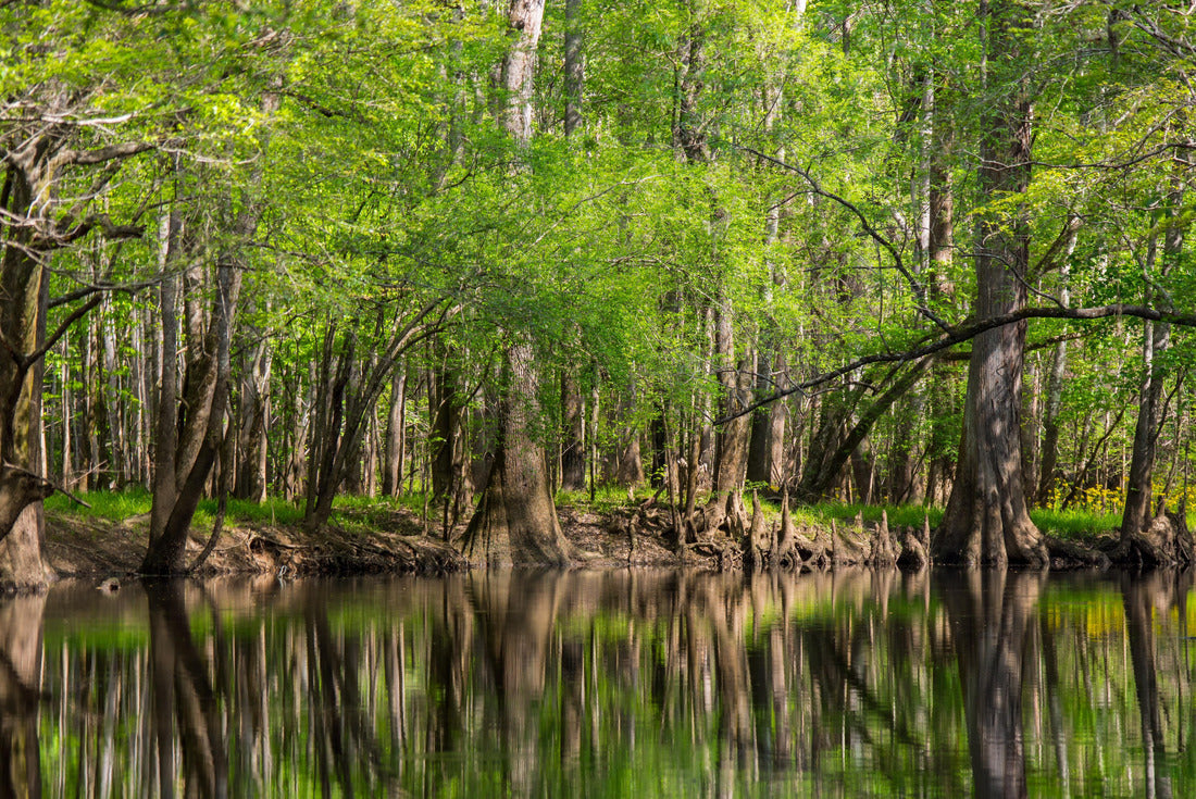 Noah Jigsaw Puzzle Tall Trees Reflected on Waters Edge, Cedar Creek Congaree National Park, Cypress and Loblolly Pine 2000 pieces