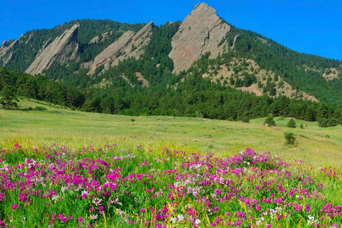 Boulder Colorado iconic flatirons with sweet peas in the foreground 2000pc Puzzle