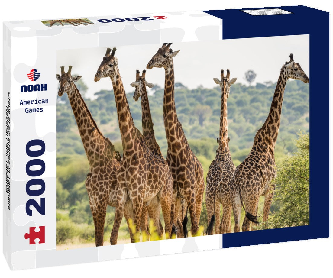 Group of six giraffes in Tarangire National Park, Tanzania 2000pc Puzzle