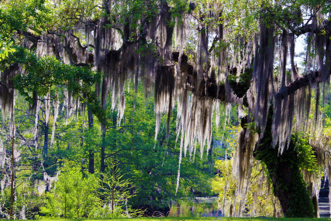 Mossy Oak Tree - Slidell, Louisiana north of New Orleans and Lake Pontchartrain on Bayou Liberty - swamp landscape scene 2000pc Puzzle