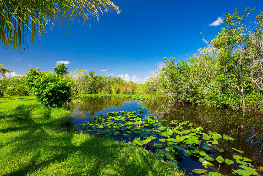 Noah Jigsaw Puzzle Swamp and grass. Water and tree. Everglades National Park. Florida. USA 2000 pieces
